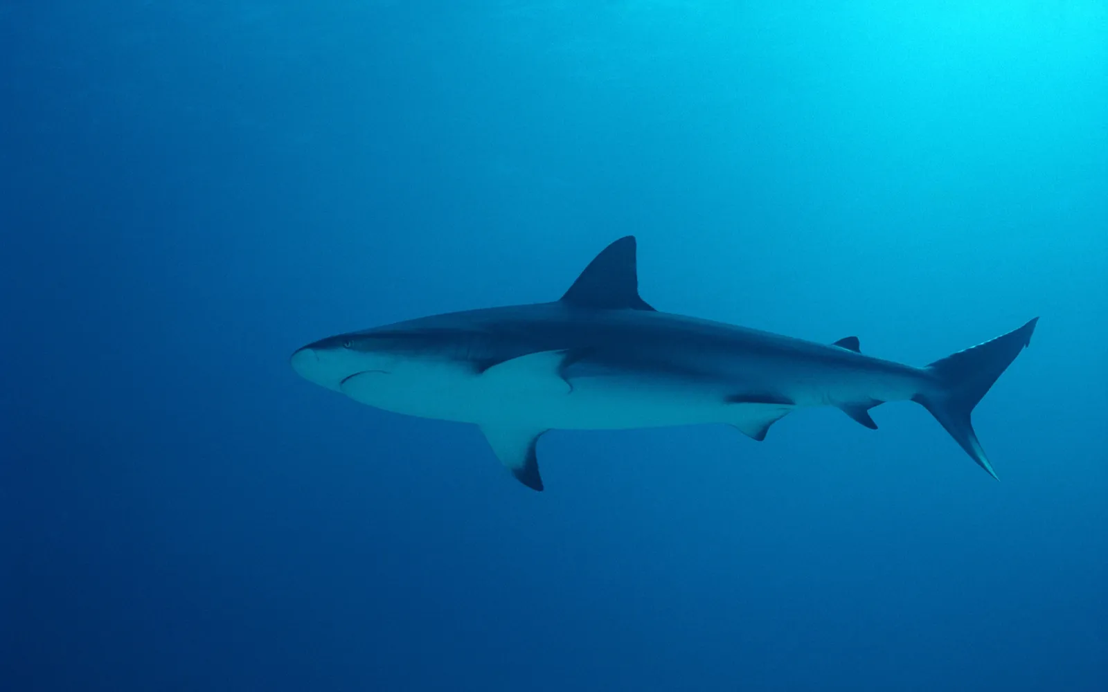 A large reef shark swims gracefully in the clear blue ocean water.