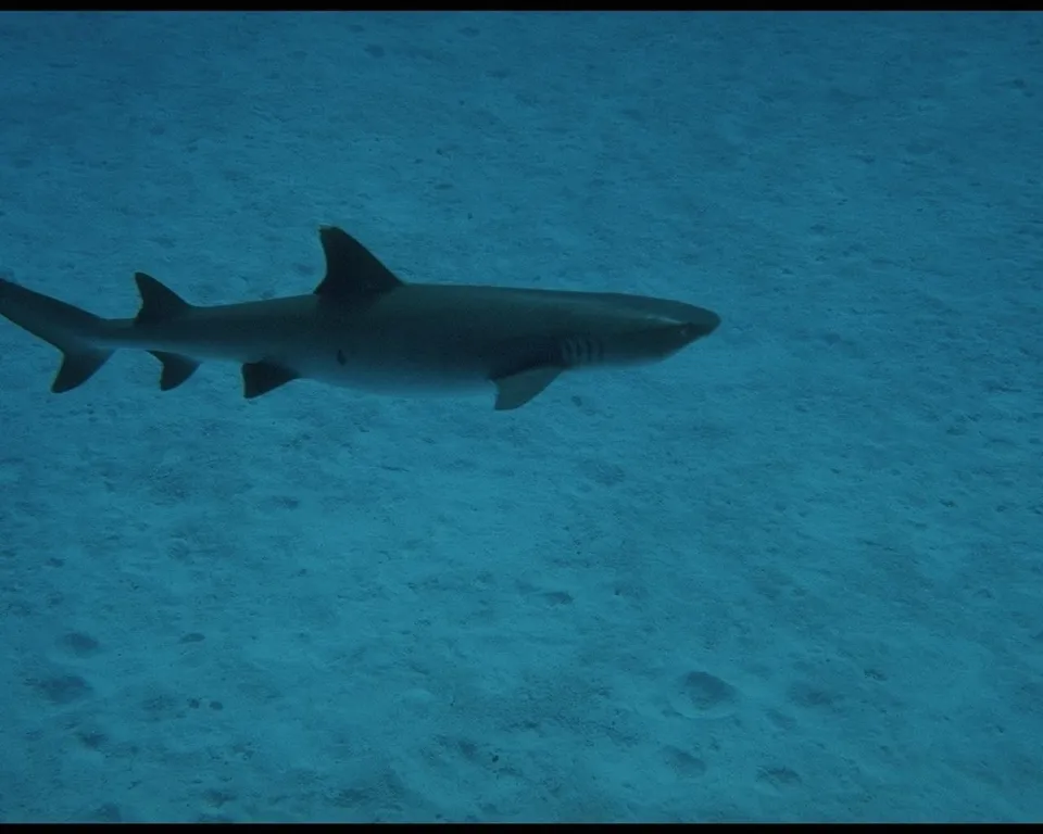A reef shark swims gracefully over a sandy ocean floor.