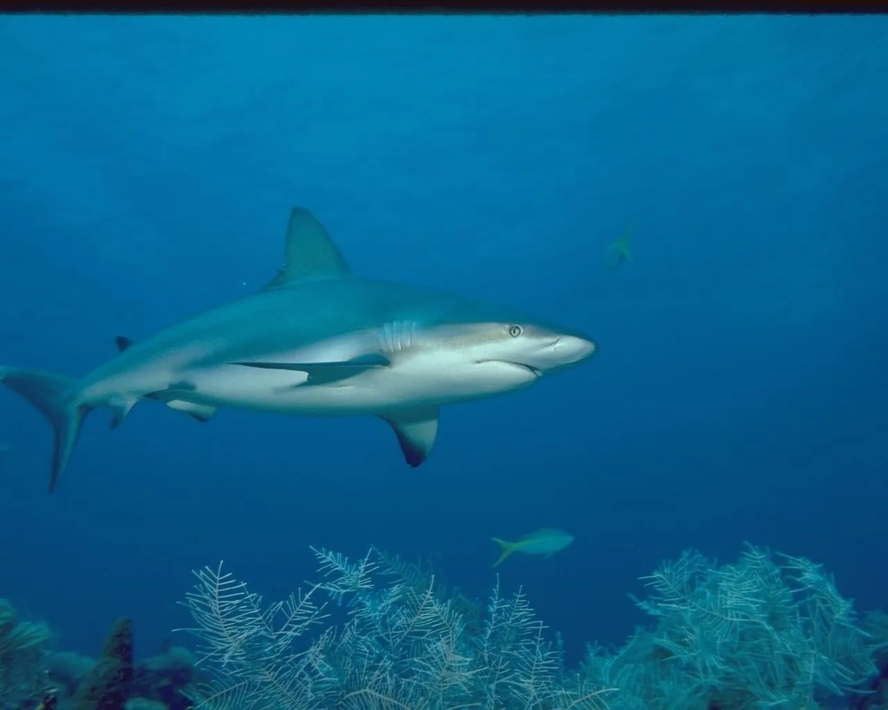 A grey reef shark swims in clear blue ocean water, with coral and small fish visible.