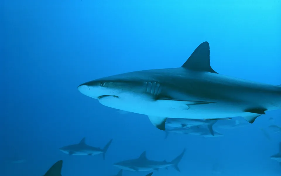 Several reef sharks swim in clear blue ocean water, with one shark prominently in the foreground.