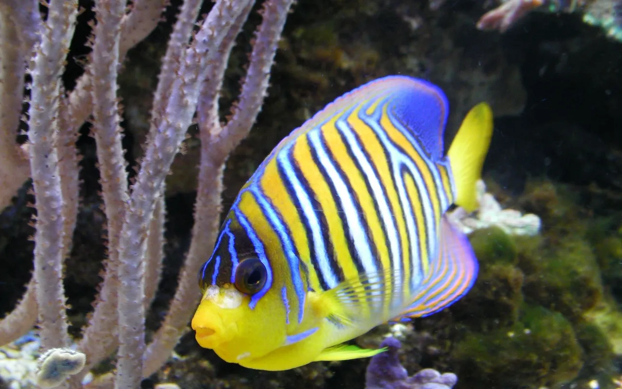 A regal angelfish with yellow, blue, and white stripes swims near a light-colored coral.