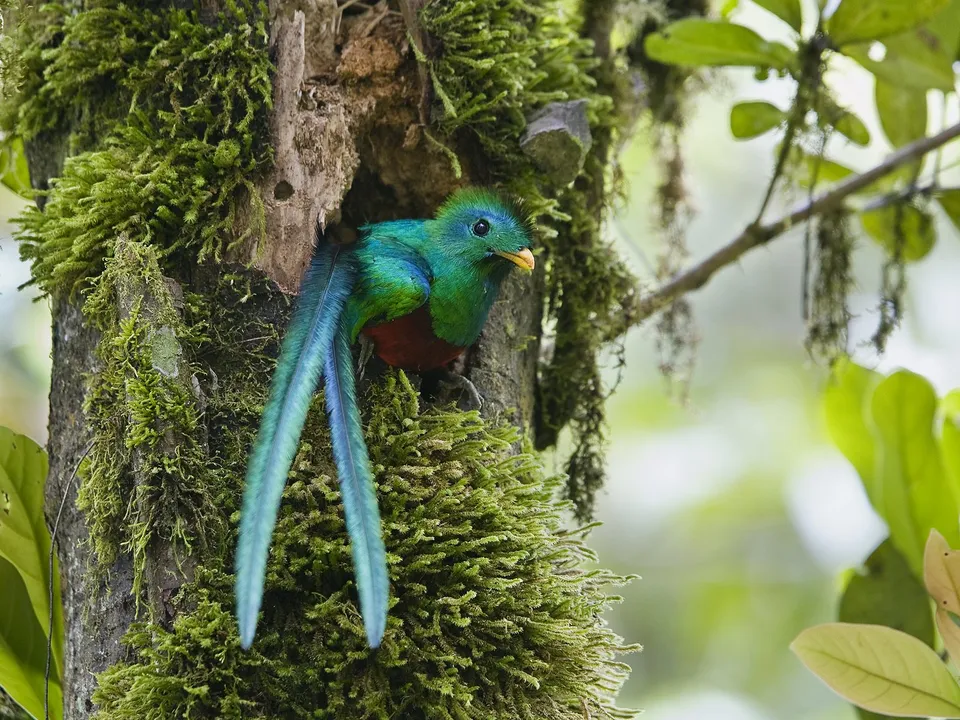 A resplendent quetzal with vibrant green and red plumage peeks out from a moss-covered tree cavity.