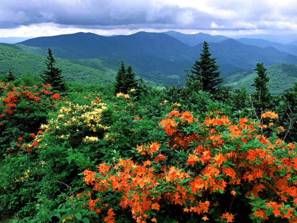 A vista of rolling blue mountains under a cloudy sky, with foreground bushes covered in bright orange and yellow flowers.