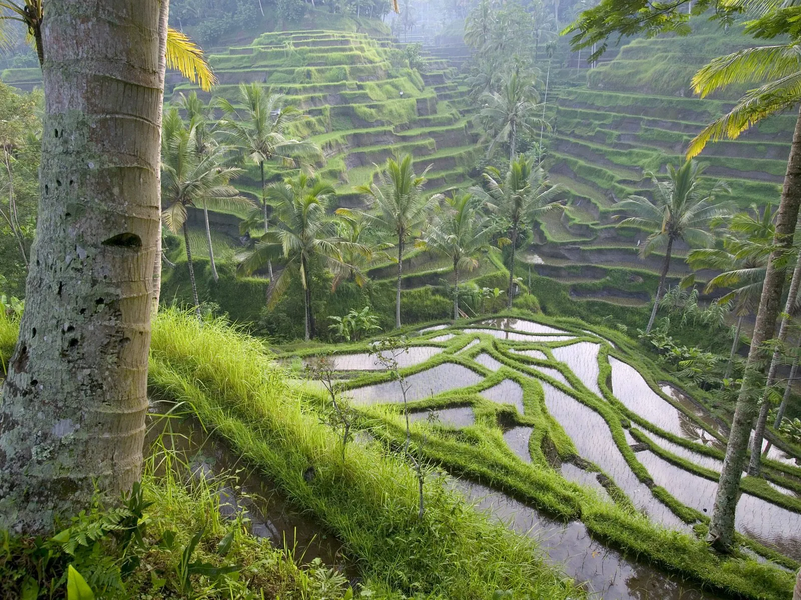 View of vibrant green rice terraces with palm trees and reflective water.