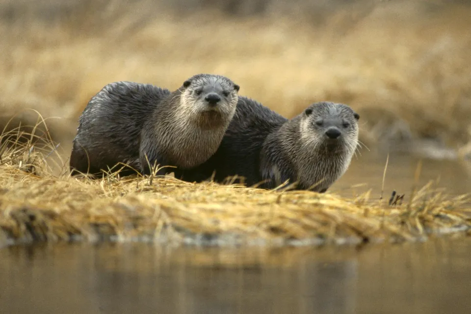 Two North American river otters are sitting on a grassy bank near the water.