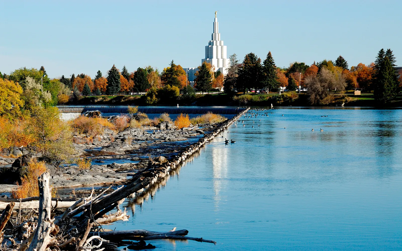 A wide river flows past a dam with many geese, with colorful autumn trees and a white temple in the background.