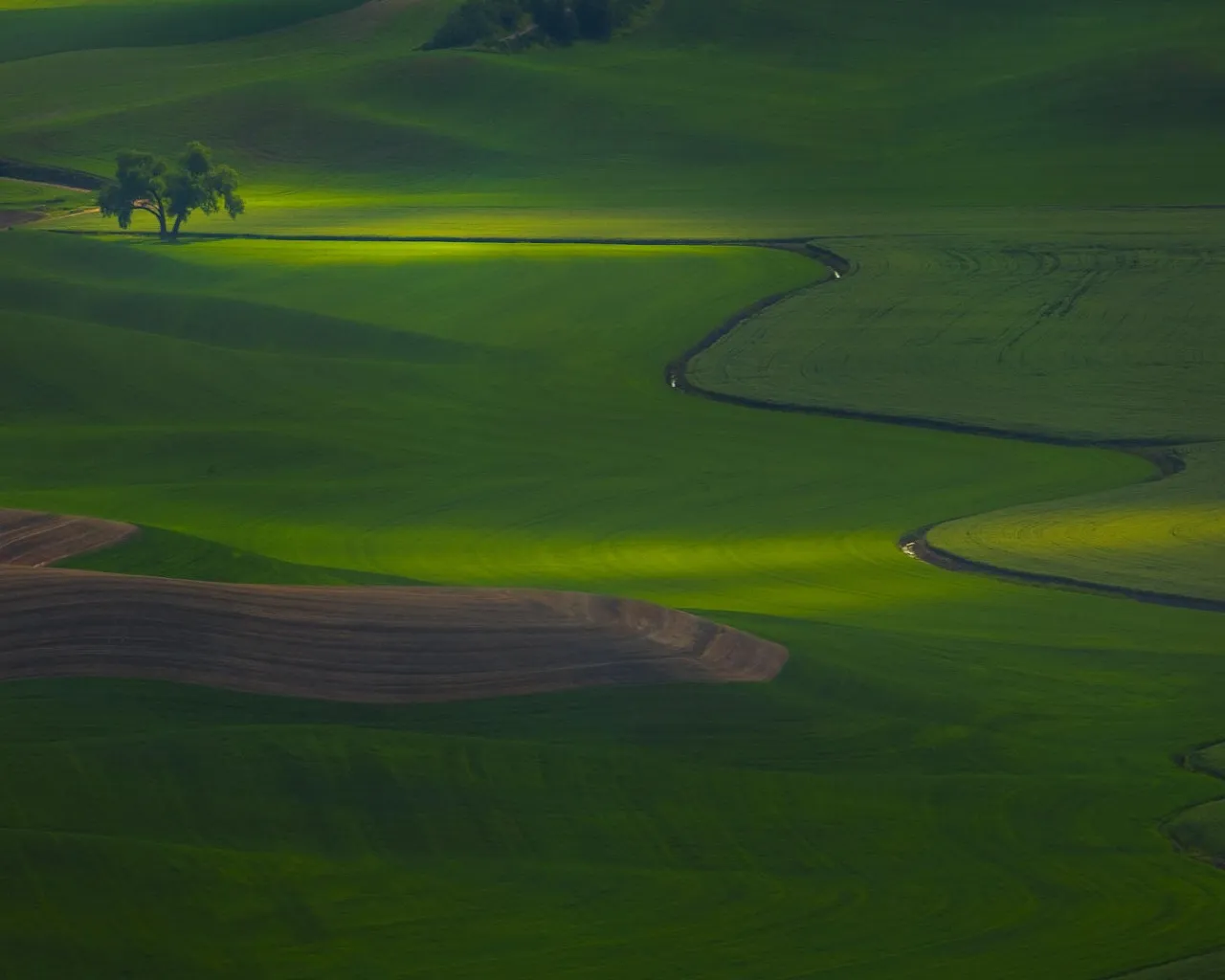 Rolling green hills with a winding path and a lone tree illuminated by golden light.