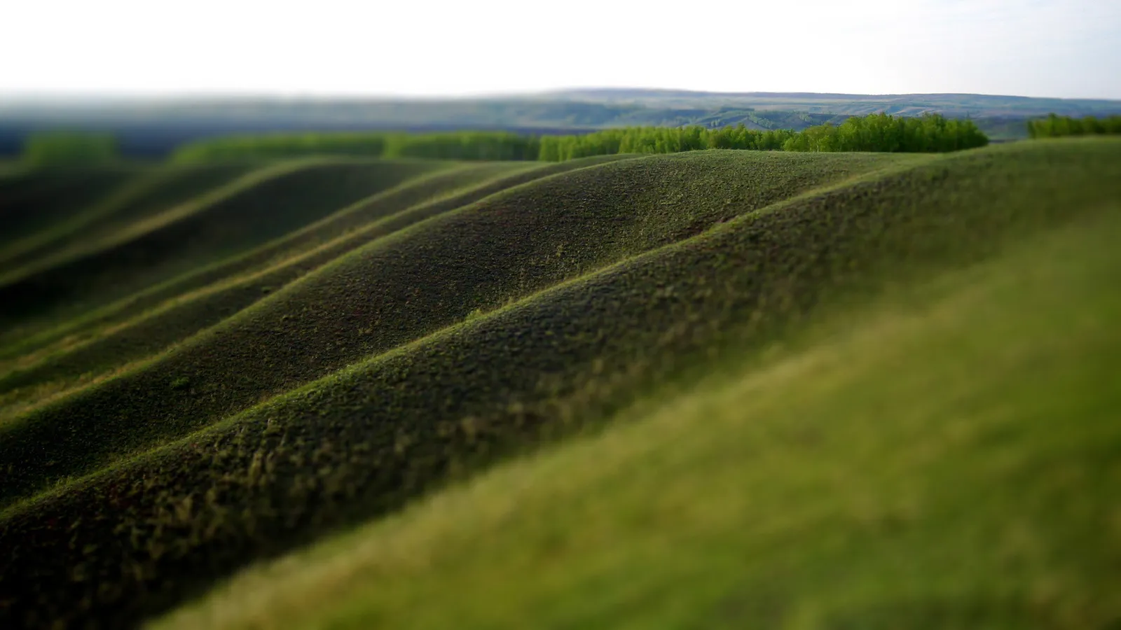 Rolling green hills with a line of trees in the distance under a bright sky.