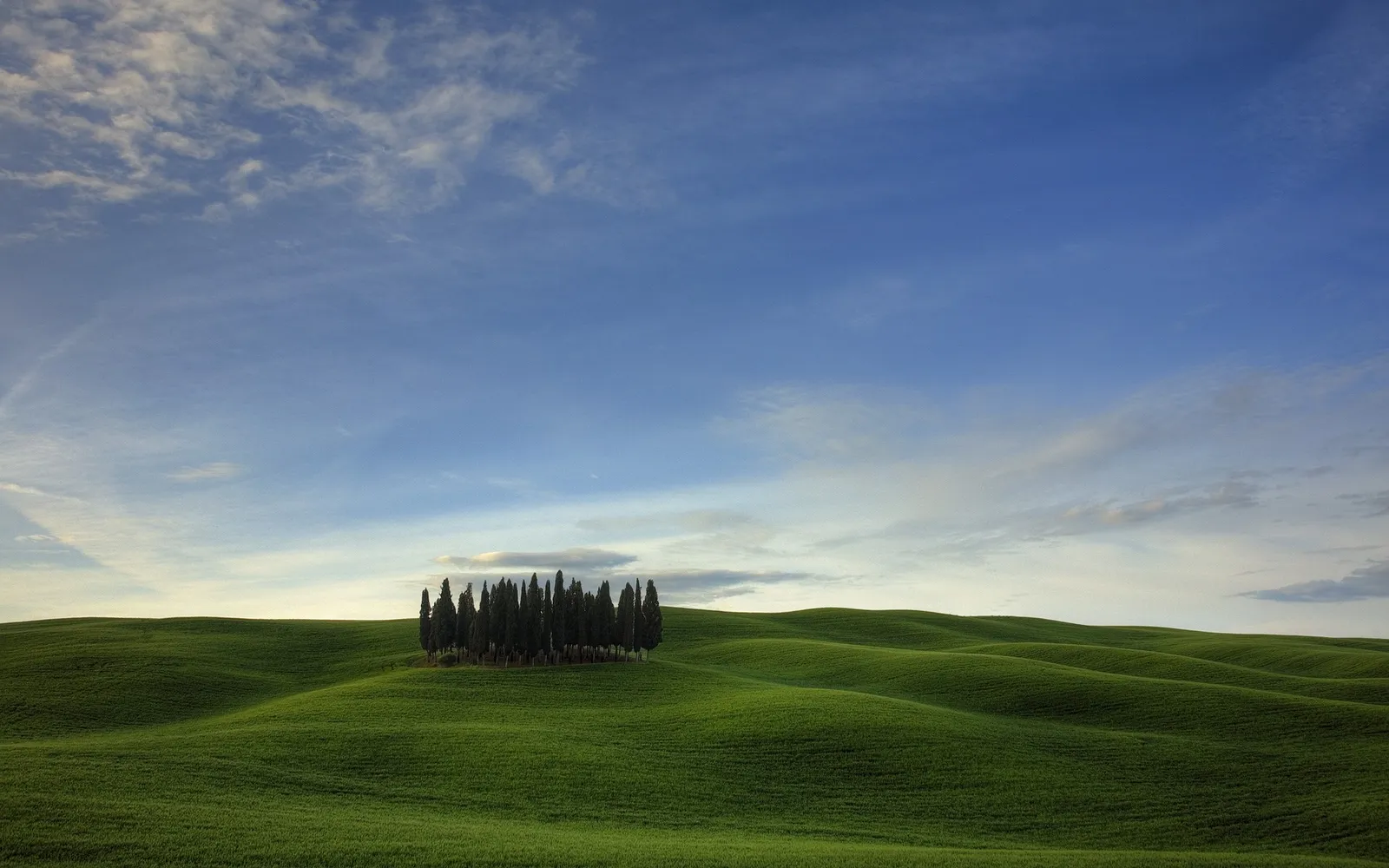 A cluster of cypress trees stands on a rolling green hill under a blue sky with wispy clouds.