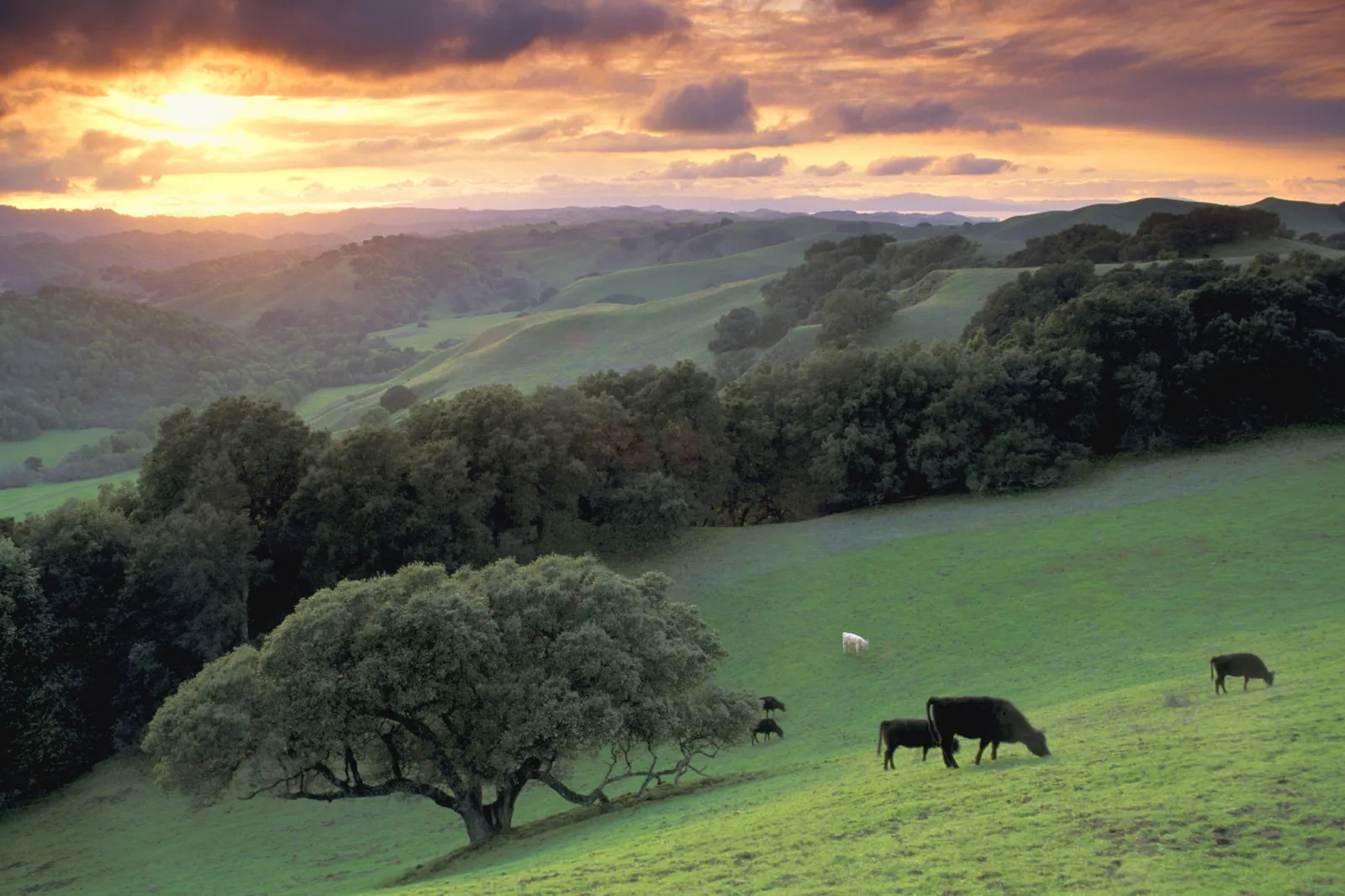 Rolling green hills bathed in the golden light of a sunset, with scattered trees and grazing cattle.