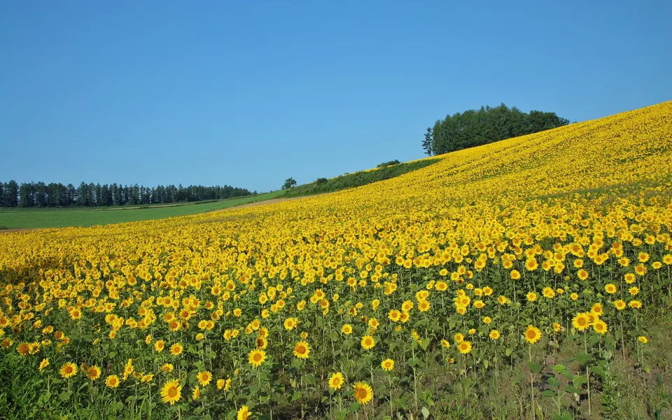A vast field of bright yellow sunflowers covers a gently sloping hillside under a clear blue sky.