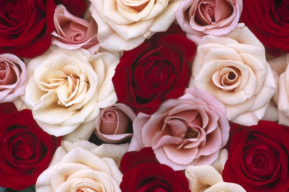 A close-up view of a variety of red, pink, and cream roses filling the frame.