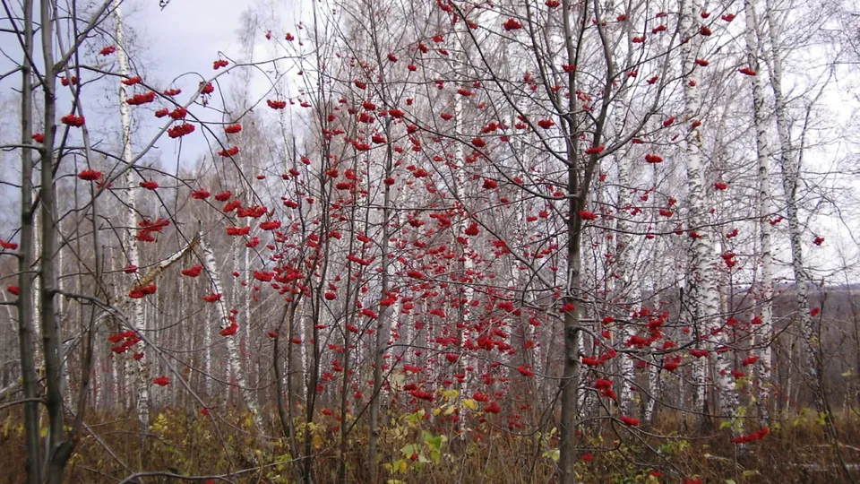 A dense forest scene with numerous bare trees and branches laden with bright red rowan berries.