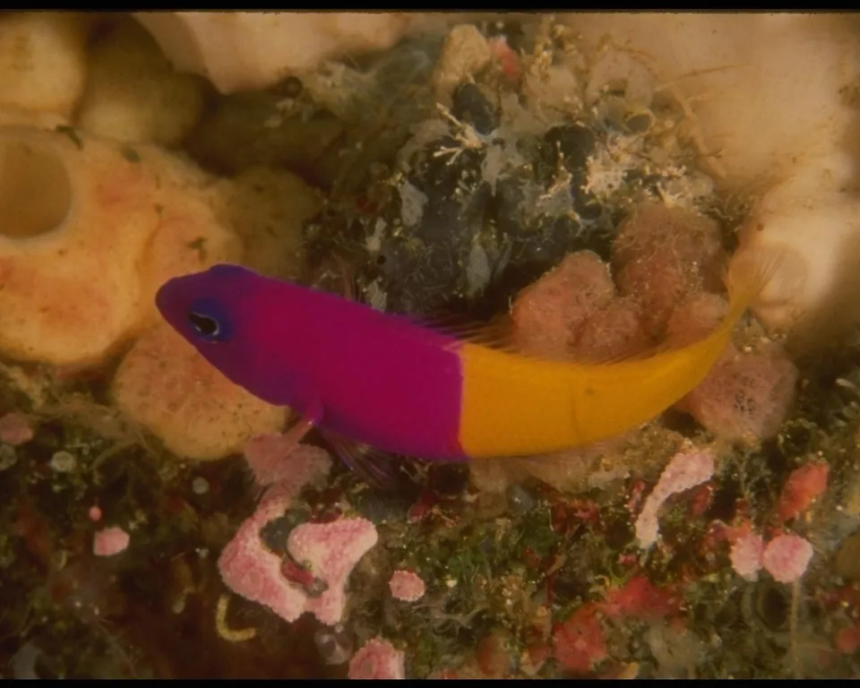 A small fish with a purple front and yellow tail swims near coral.