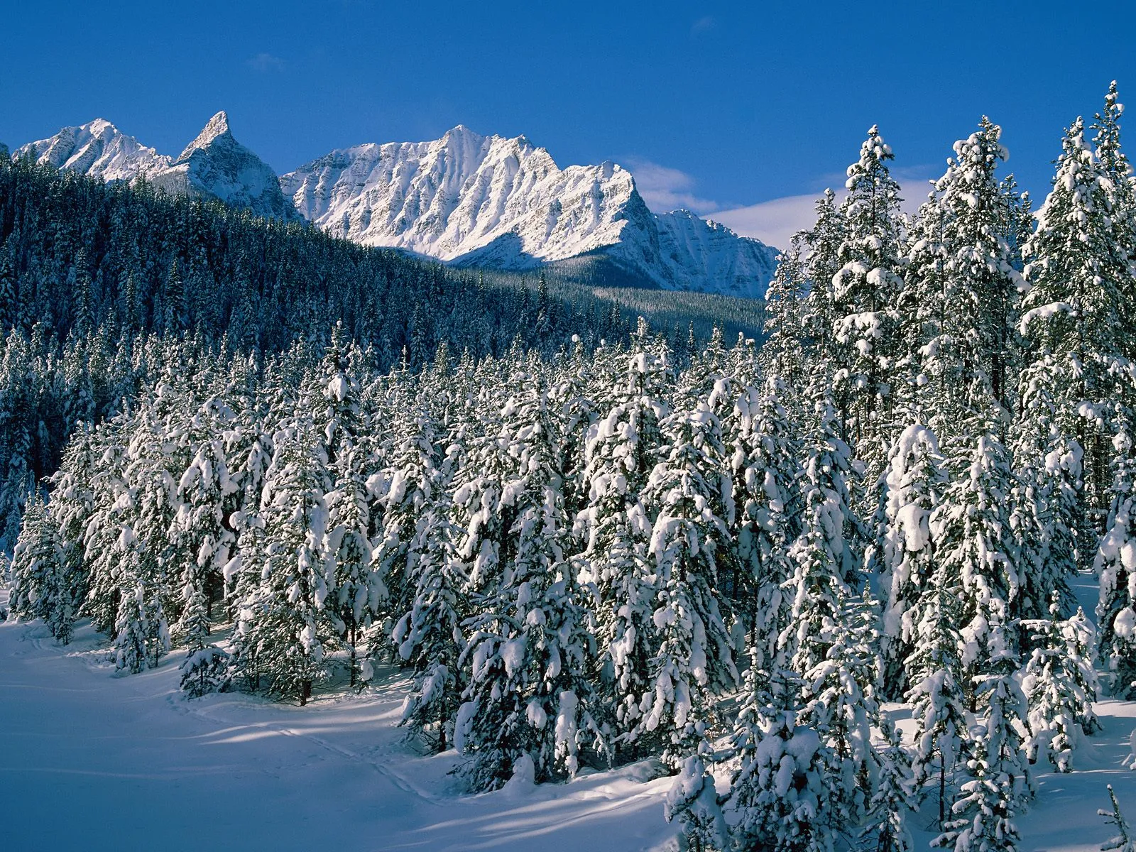 Rugged, snow-covered mountain peaks rise sharply against a vibrant blue sky, with a dense forest of pine trees in the foreground.