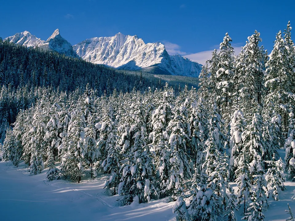 Rugged, snow-covered mountain peaks rise sharply against a vibrant blue sky, with a dense forest of pine trees in the foreground.