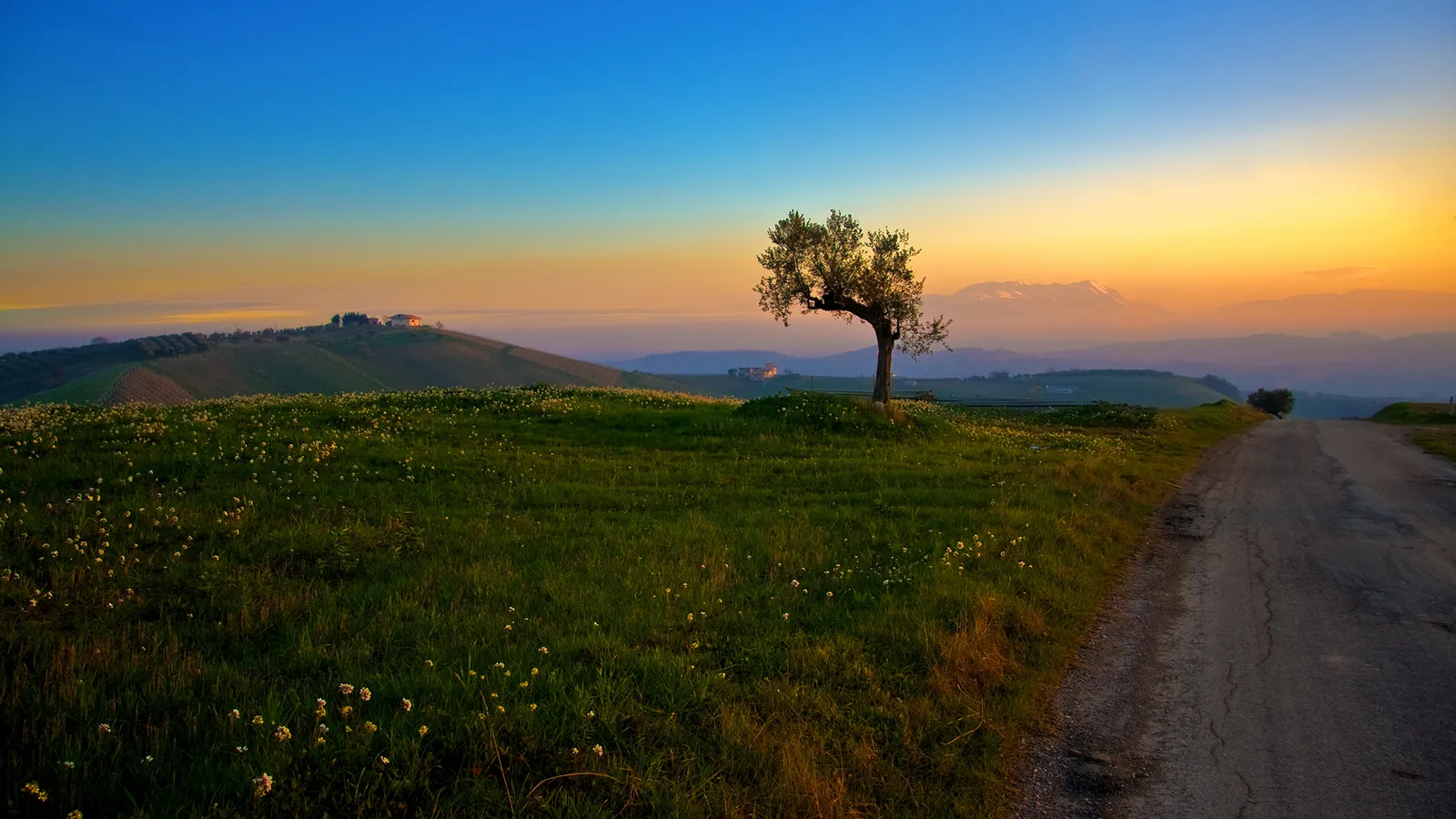 A lone tree stands in a grassy field with small white flowers, under a vibrant sunset sky.