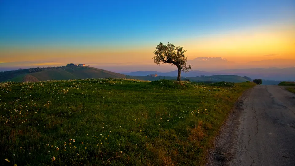 A lone tree stands in a grassy field with small white flowers, under a vibrant sunset sky.