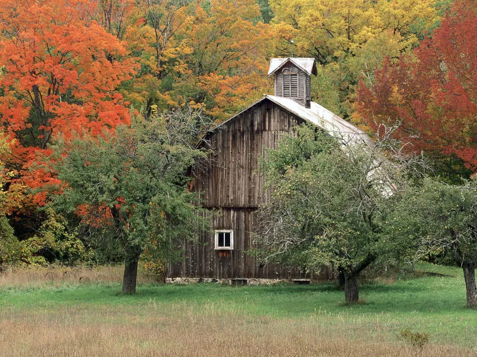 A weathered wooden barn stands amidst trees displaying brilliant red, orange, and yellow autumn leaves.