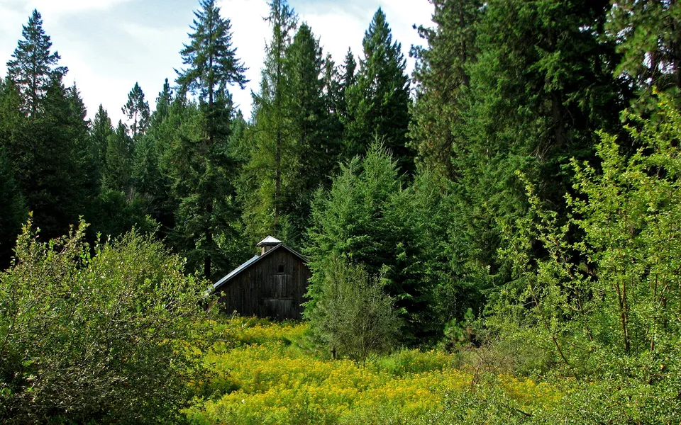 A weathered wooden barn sits in a field of yellow wildflowers, surrounded by tall evergreen trees under a partly cloudy sky.