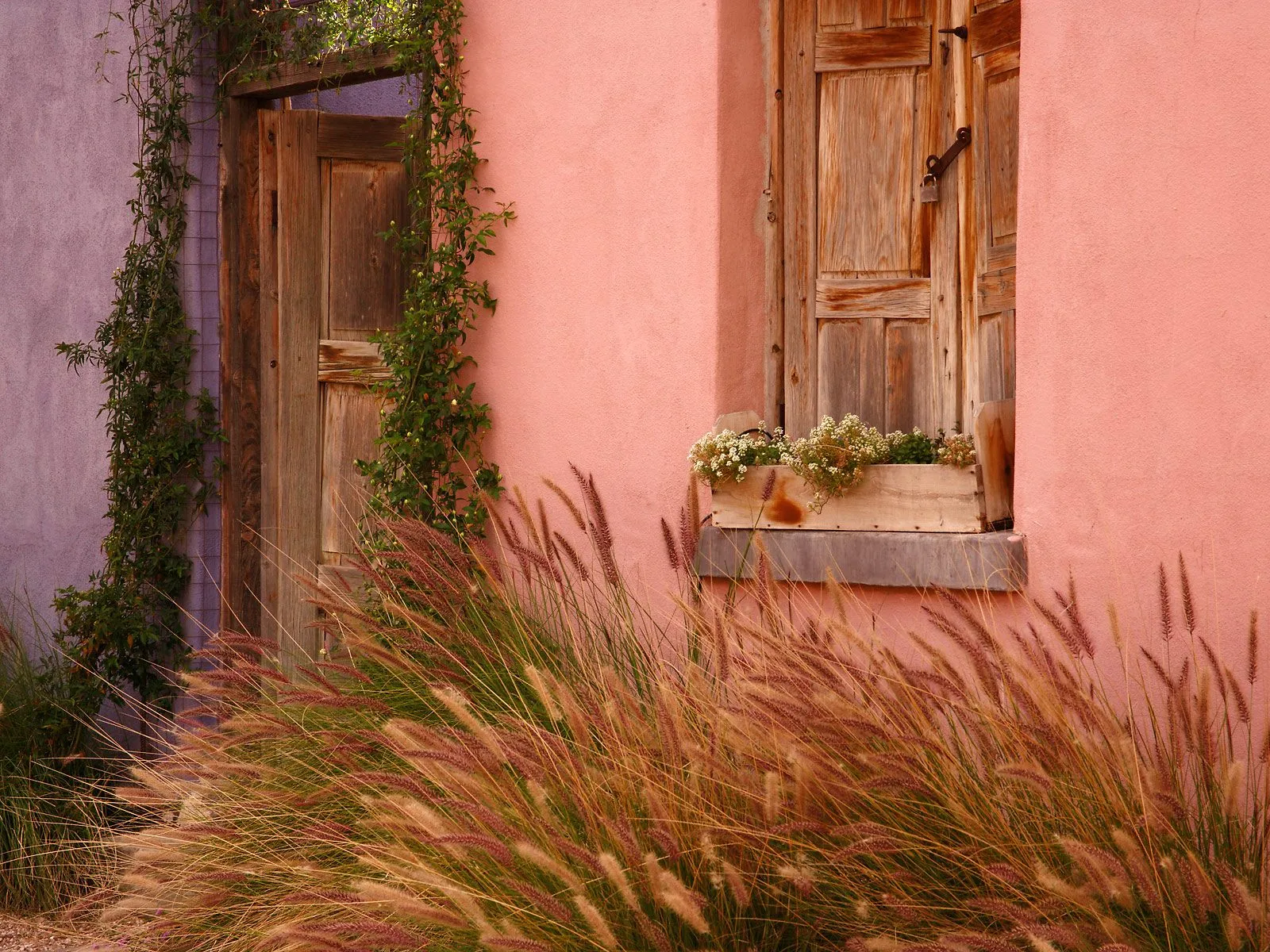 A weathered wooden door and window with a planter box of white flowers, framed by vines and ornamental grasses.