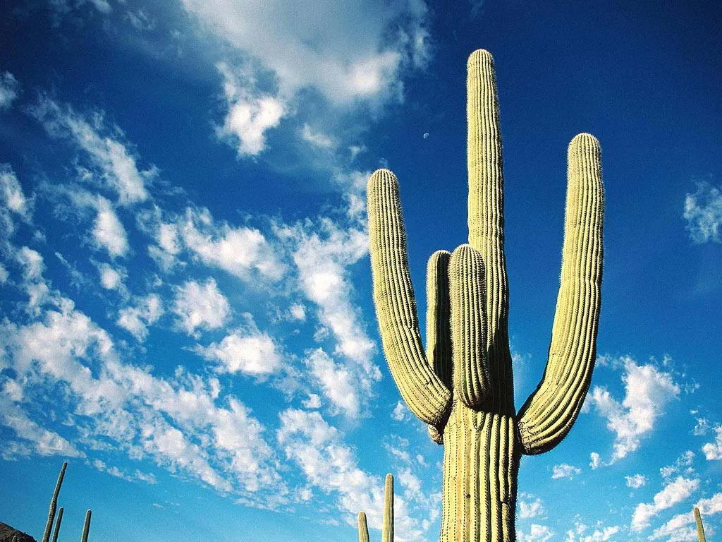 A tall saguaro cactus stands against a bright blue sky with scattered white clouds.