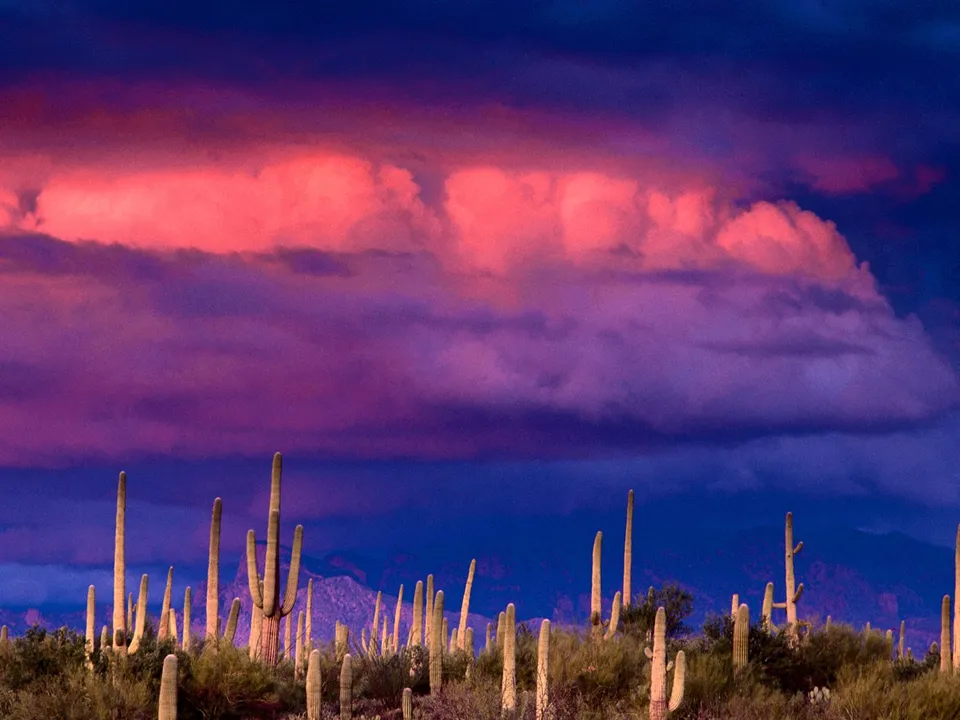 A field of saguaro cacti under a dramatic sky with pink and purple clouds.