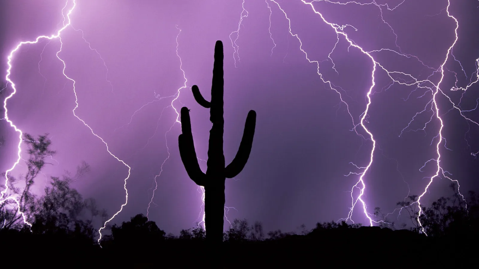 A silhouetted saguaro cactus stands against a sky filled with purple lightning.