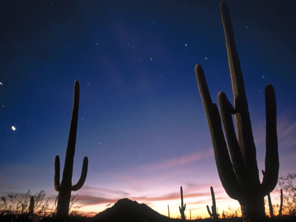 Silhouettes of saguaro cacti against a deep blue and purple twilight sky with stars.