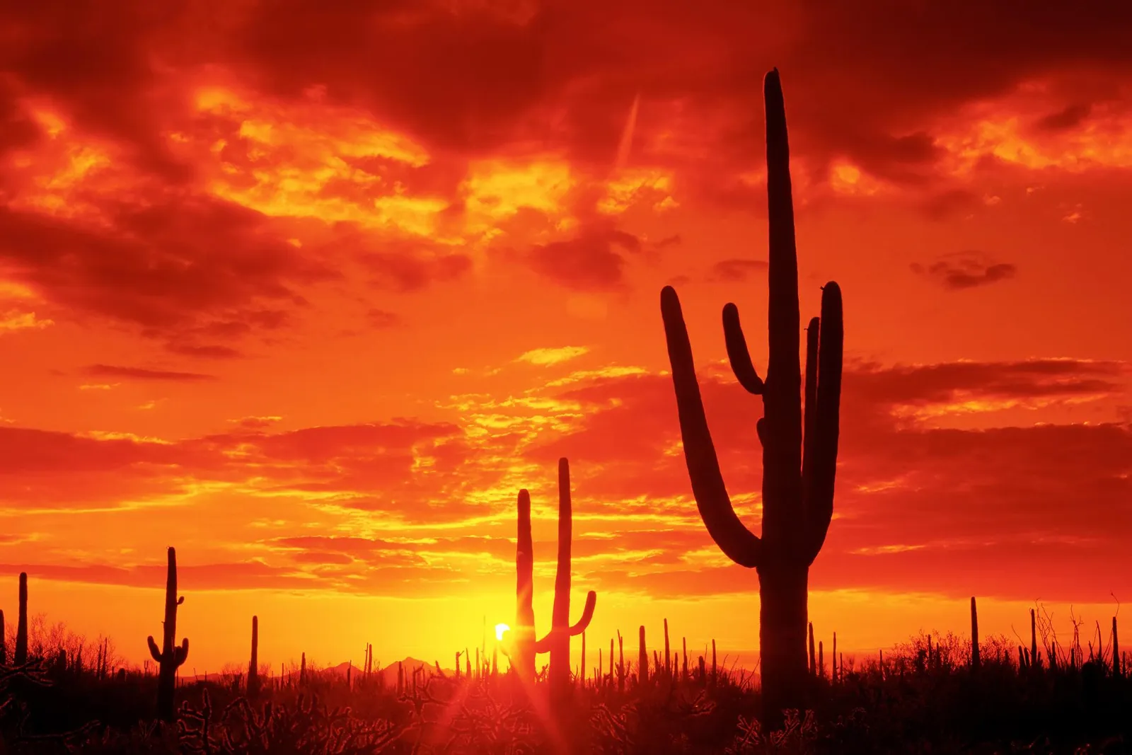 Silhouetted saguaro cacti stand against a fiery orange and red sunset sky with dramatic clouds.