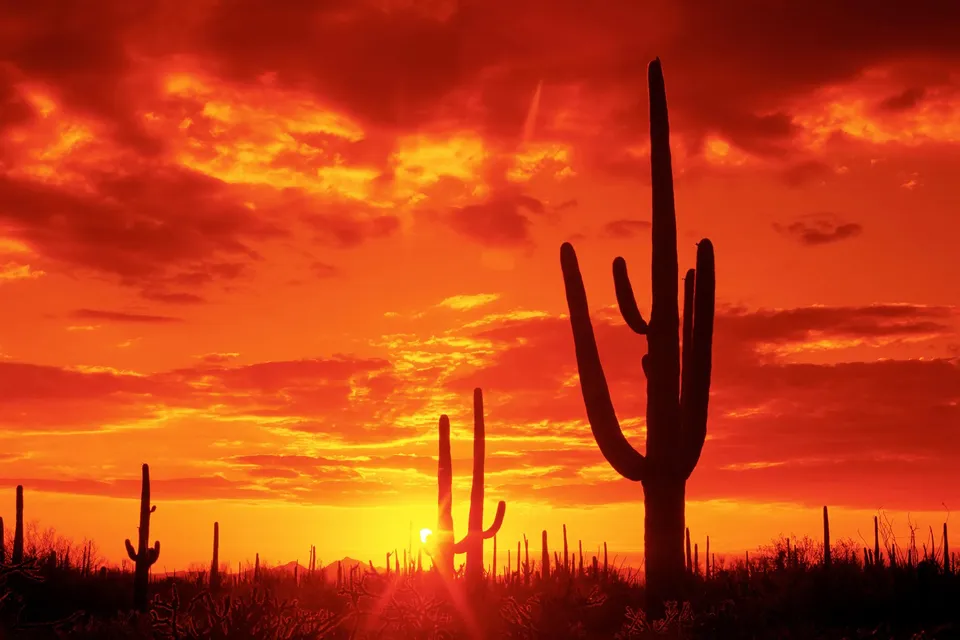 Silhouetted saguaro cacti stand against a fiery orange and red sunset sky with dramatic clouds.