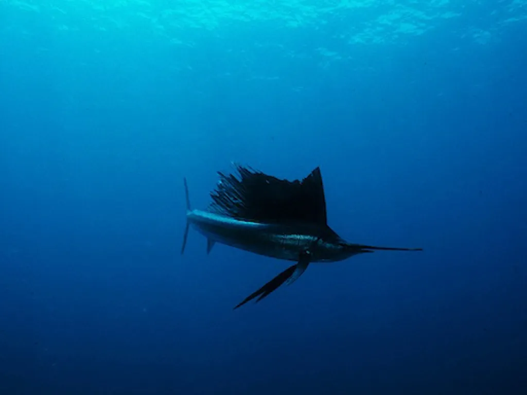 A sailfish with its distinctive dorsal fin raised swims in the deep blue ocean.