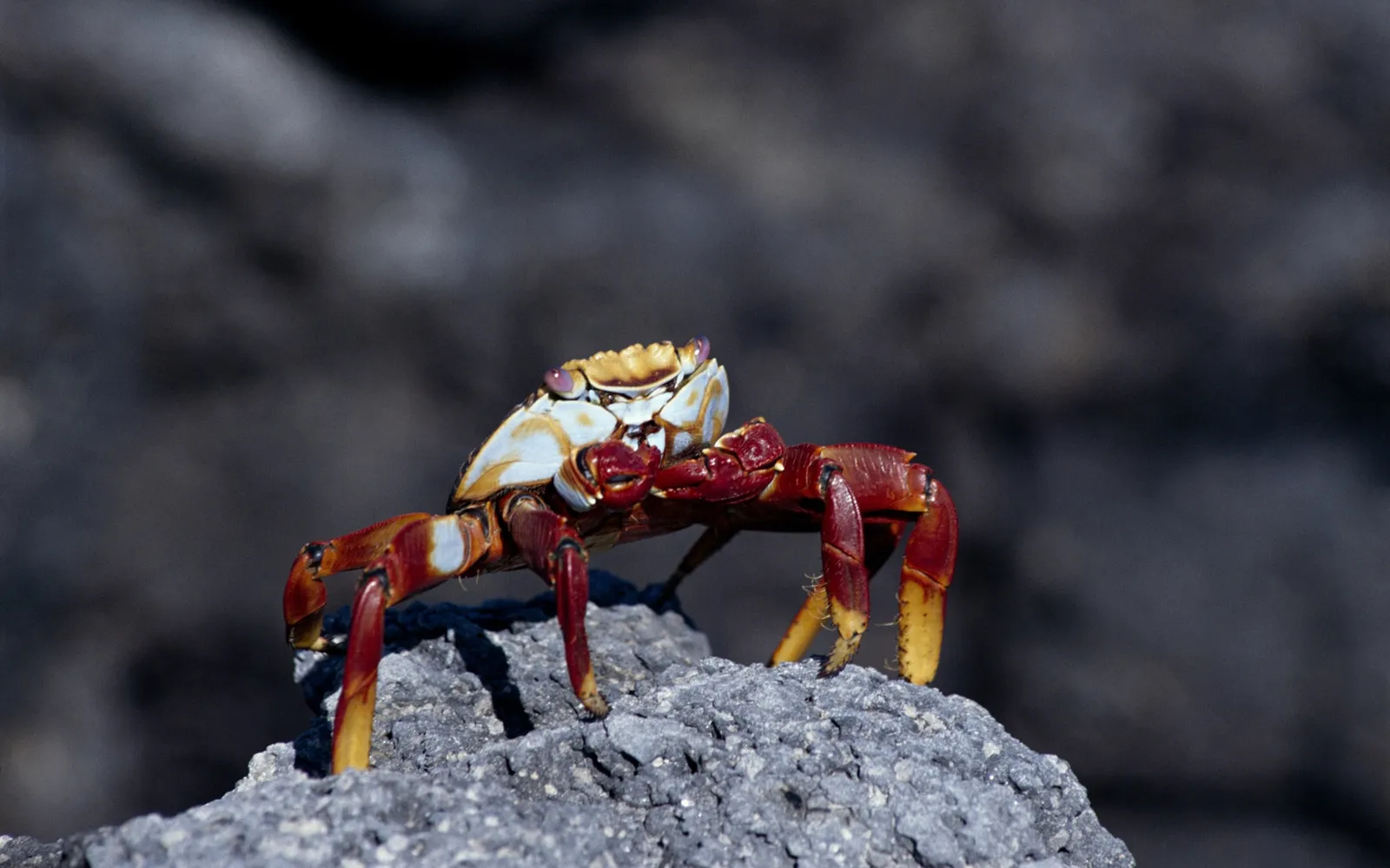 A bright red and white Sally Lightfoot crab with purple eyes stands on a grey rock.