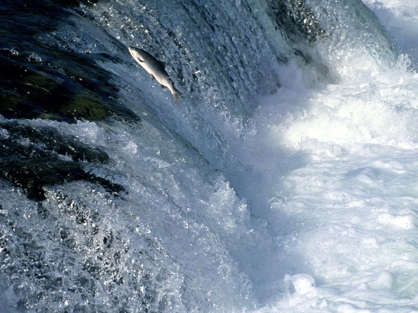 A salmon leaps upwards against a powerful waterfall, surrounded by white foam and spray.