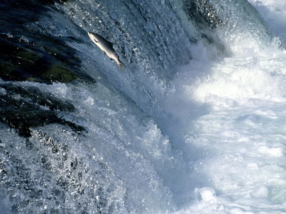 A salmon leaps upwards against a powerful waterfall, surrounded by white foam and spray.