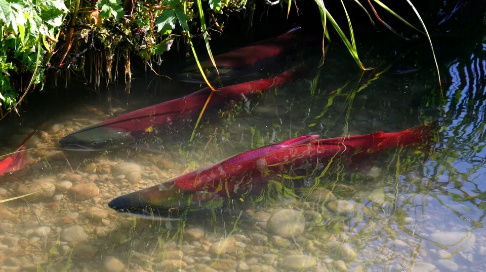 Several bright red salmon swim in shallow, clear water over a rocky riverbed, with green plants along the bank.