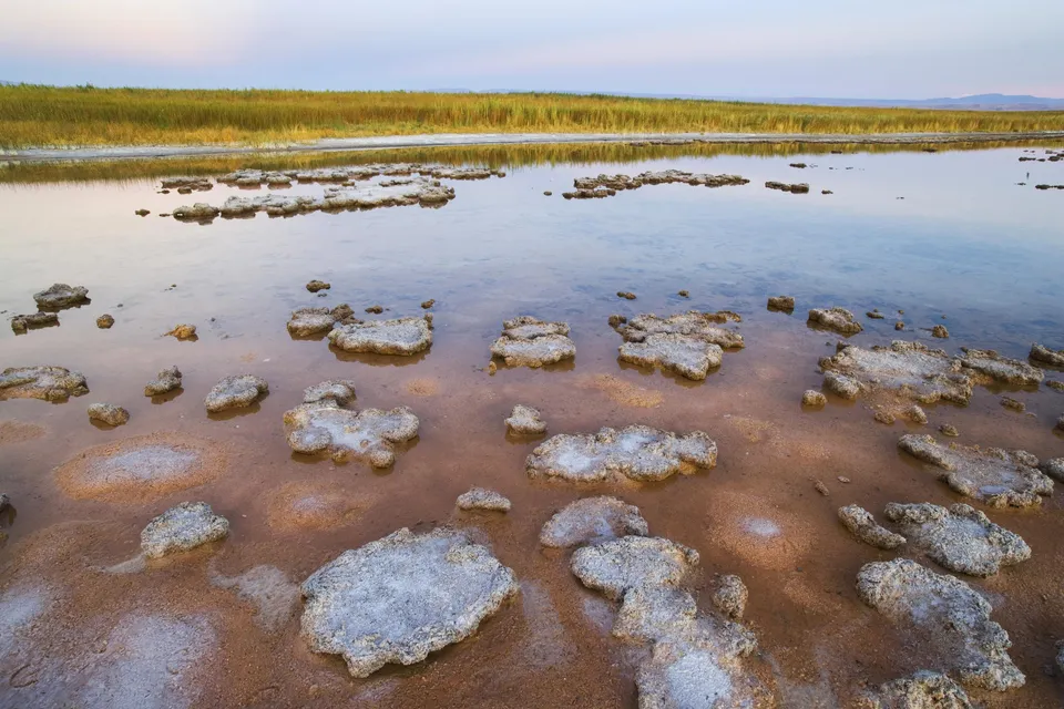 Salt formations in shallow water with dry grass in the background under a pale sky.
