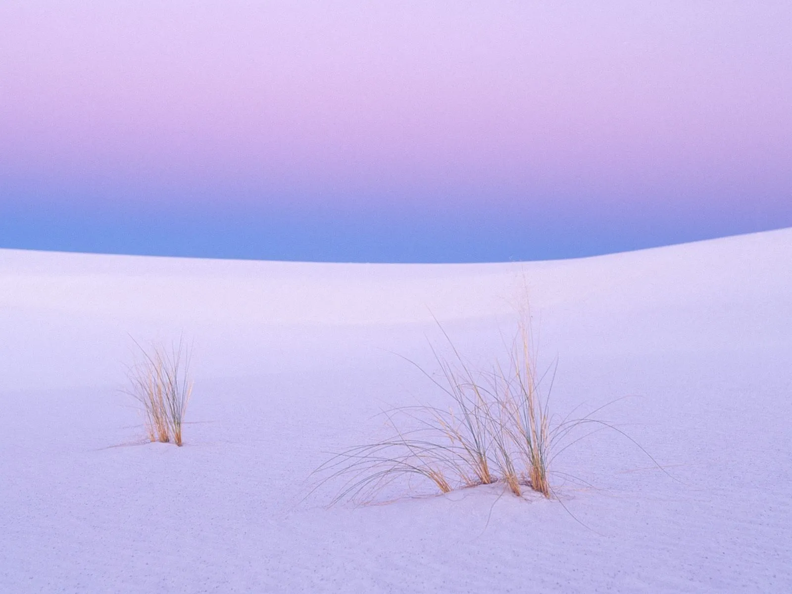 Two clumps of dry grass grow from soft, undulating sand dunes under a gradient sky of purple and blue.