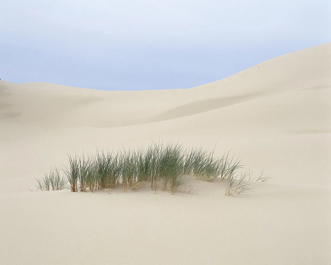 A cluster of green grasses grows on a vast expanse of pale sand dunes under a clear sky.