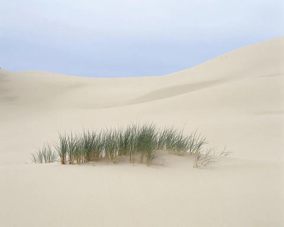 A cluster of green grasses grows on a vast expanse of pale sand dunes under a clear sky.