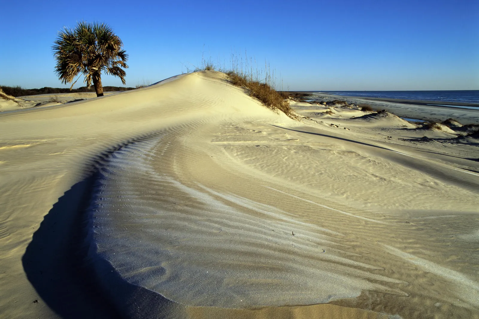A lone palm tree stands on a sand dune overlooking the ocean under a clear blue sky.