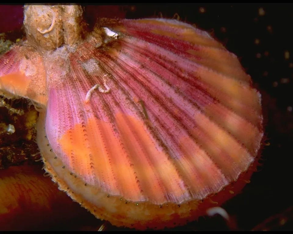 A detailed close-up of a scallop shell with radiating pink and orange hues, showing intricate textures and small marine life.