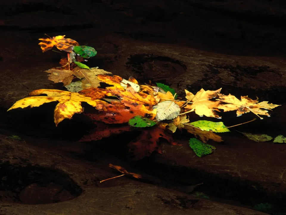Vibrant yellow, orange, and red autumn leaves are scattered across dark, reflective water.