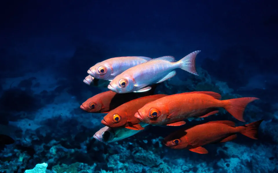 A school of red and silver fish swim in the deep blue ocean.