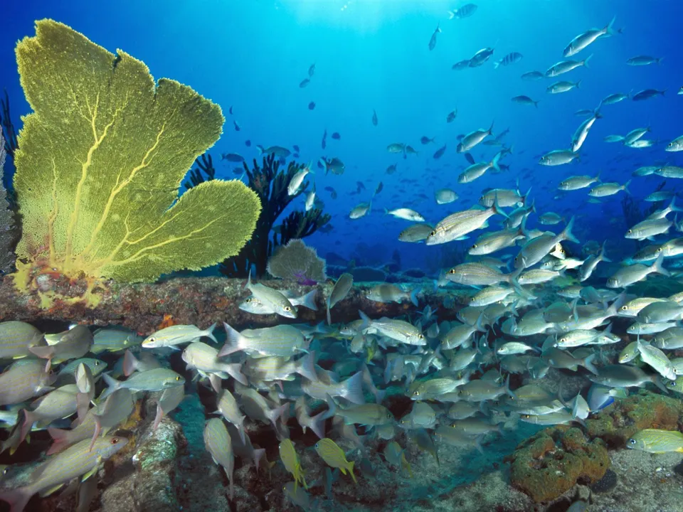 A large school of silver fish swims in clear blue water near a large yellow sea fan and coral.