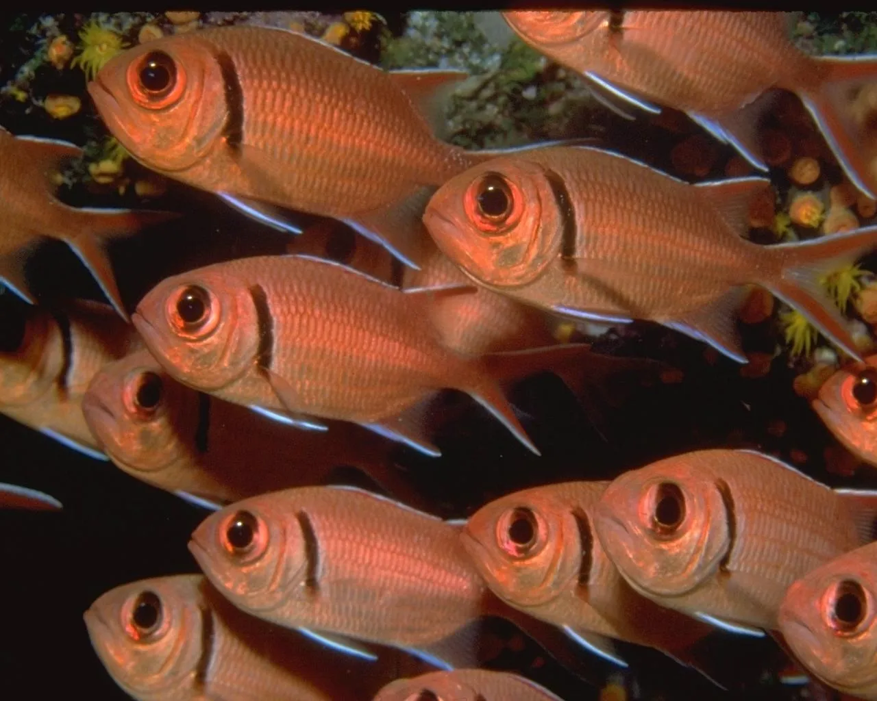 A close-up view of a school of red soldierfish swimming in clear water, their large eyes and dark markings visible.