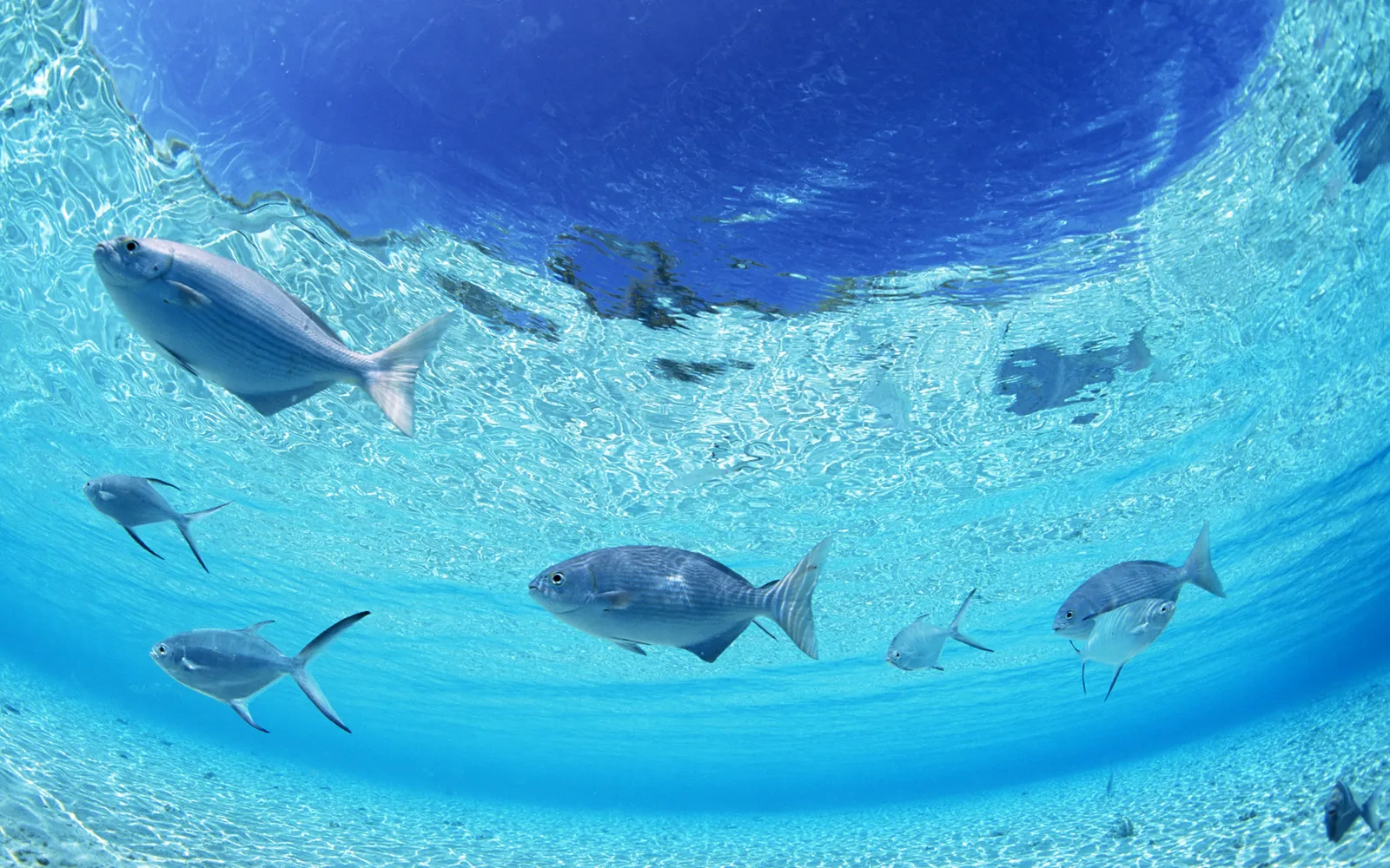 A school of silver fish swims gracefully in clear turquoise water with a sandy seabed below.