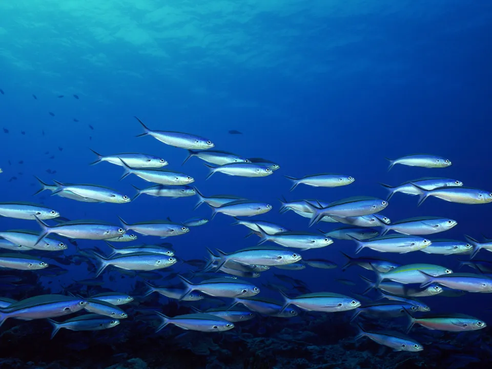 A large school of silver fish swims in unison through clear blue ocean water, illuminated by sunlight from above.