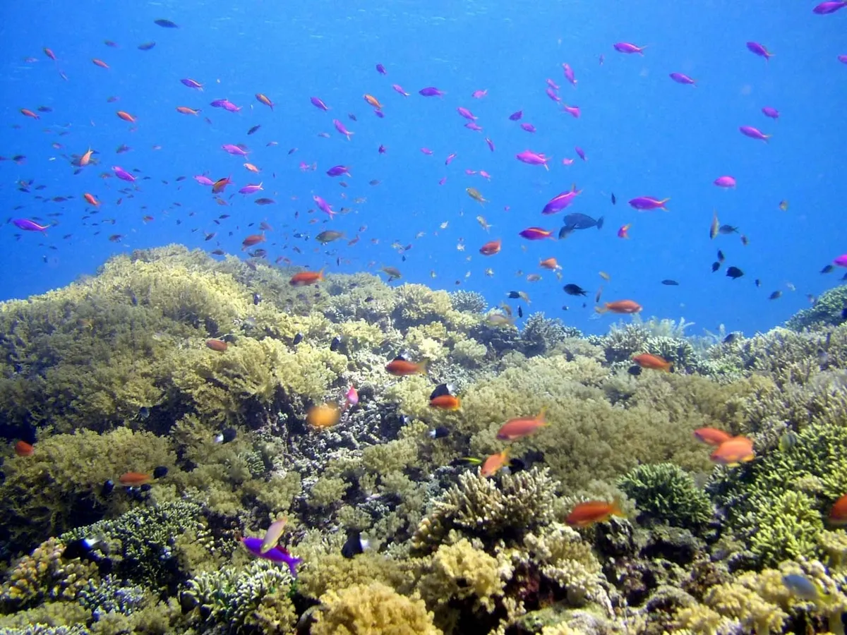 Numerous small, colorful fish swim above a dense, yellow coral reef in clear blue ocean water.