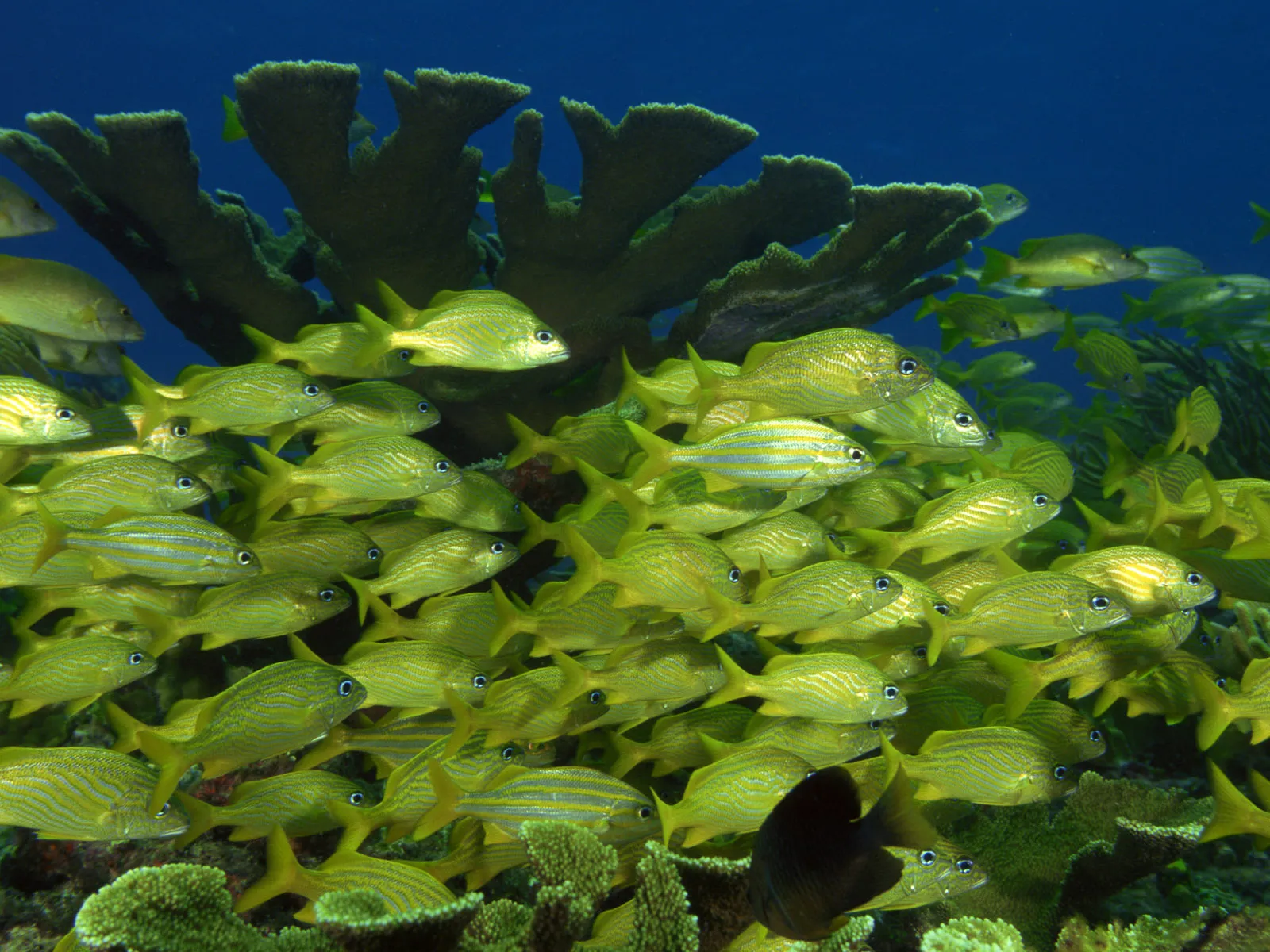 A large school of yellow fish with blue stripes swims near a large, dark coral formation in clear blue water.